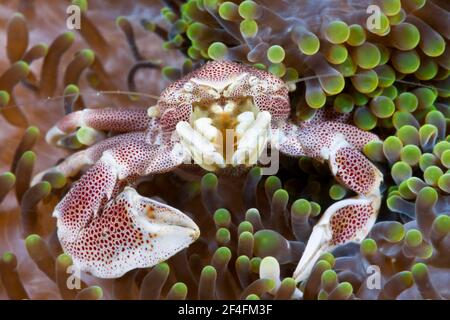 Granchio di porcellana maculatus (Neopetrolisthes maculatus) associato con anemone marino, Ambon, Molucche, Indonesia Foto Stock