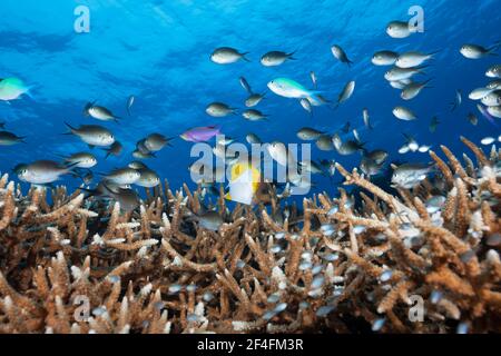 Chromis sopra la barriera corallina, Chromis sp. (Chromis), Isole Kai, Molucche, Indonesia sulla barriera corallina, Chromis sp., Isole Kai, Molucche, Indonesia Foto Stock