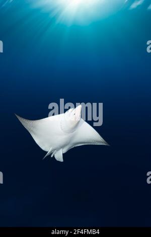 Eagle ray, Aebatus narinari, Florida Islands, Solomon Islands Foto Stock