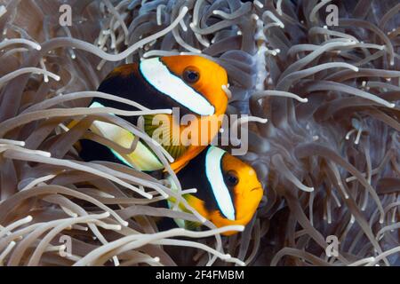 Coppia di Anemonefish di Clark (Amphiprion clarkii), Isole Florida, Isole Salomone Foto Stock