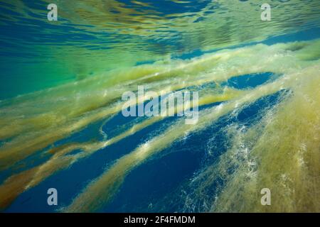 Il mare non è nell'oceano, le isole della Florida, le isole Salomone Foto Stock