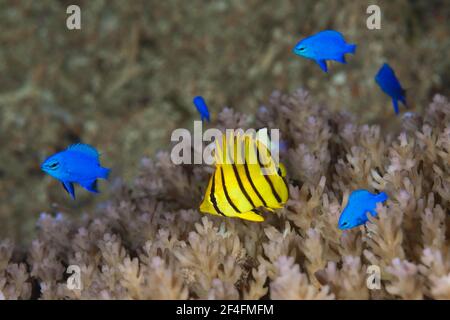 Novellame di pesce farfalla a otto bande e zaffiro blu demoiselles (Chaetodon octofasciatus), Chrysiptera cyanea, Isole Russell, Isole Salomone Foto Stock