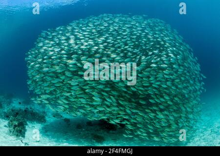 Shoal di sgombro a occhio di bue (Sellar Boops), Florida Islands, Solomon Islands Foto Stock