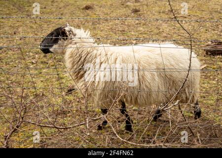 Blackface utilizzato per la gestione del gesso downland, Surrey, Inghilterra Foto Stock