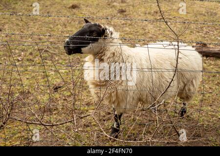 Blackface utilizzato per la gestione del gesso downland, Surrey, Inghilterra Foto Stock