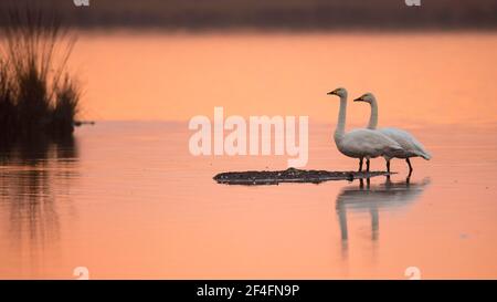 I cigni di Whooper (Cygnus cygnus) Goldenstedter Moor, bassa Sassonia, Germania Foto Stock