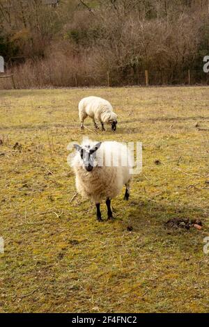 Blackface utilizzato per la gestione del gesso downland, Surrey, Inghilterra Foto Stock