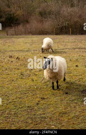 Blackface utilizzato per la gestione del gesso downland, Surrey, Inghilterra Foto Stock