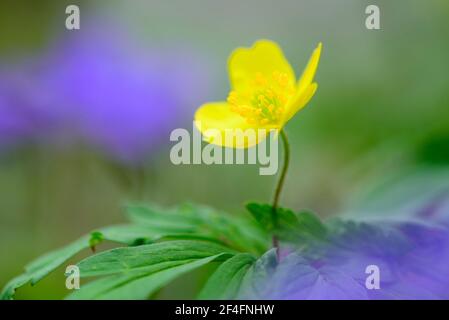 Anemone giallo (Anemone ranunculoides9, bassa Sassonia, Germania Foto Stock