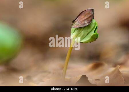 Fagus sylvatica , Buchecker, Ruegen, Meclemburgo-Pomerania occidentale, Germania Foto Stock