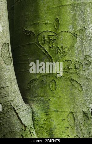 Beechwald (Fagus) Dammer Berge, Contea di Vechta, Oldenburger Muensterland, bassa Sassonia, Germania Foto Stock