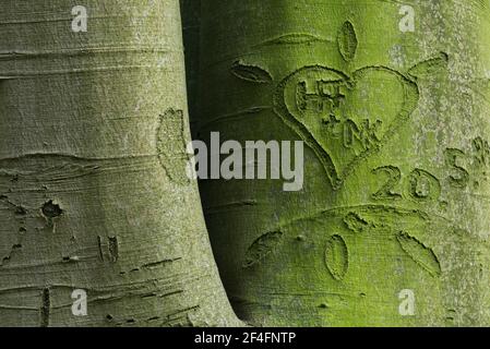 Beechwald (Fagus) Dammer Berge, Contea di Vechta, Oldenburger Muensterland, bassa Sassonia, Germania Foto Stock