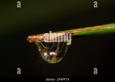 Riflesso di un sole su una goccia d'acqua Foto Stock