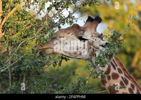 Giraffe (Giraffa camelopardalis) Parco Nazionale Luangwa Sud, Zambia Foto Stock