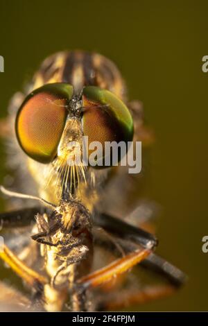 Brobro fly/assassin bug con le gambe arancione che scorre Foto Stock