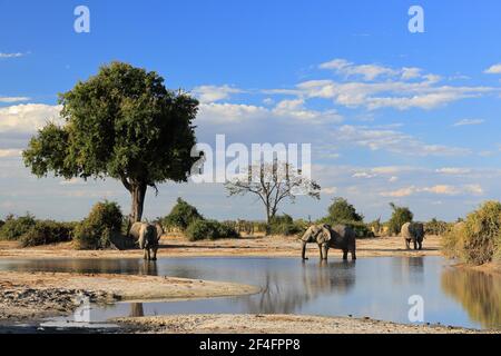 L'elefante africano (Loxodonta africana), il bacino d'acqua, Savuti, il Parco Nazionale di Chobe, il Botswana Foto Stock