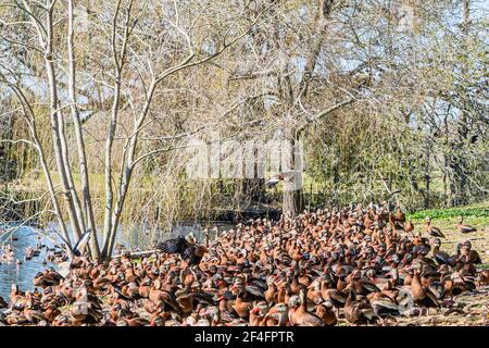 Un grande raduno di anatre fischianti con la ribellione nera sulle rive Di una laguna nel Parco Audubon Foto Stock
