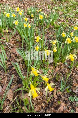 Wild Daffodil (Narcissus pseudonarcissus) noto anche come la Quaresima Lily cresce su una riserva naturale nel Herefordshire UK campagna. Foto Stock