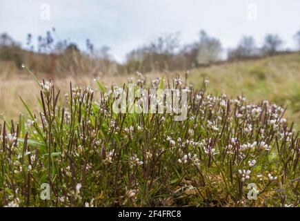 Hairy amaro-cress (cardamina hirsuta) fioritura marzo/settembre, Woolhope Herefordshire Regno Unito. Marzo 2021 Foto Stock