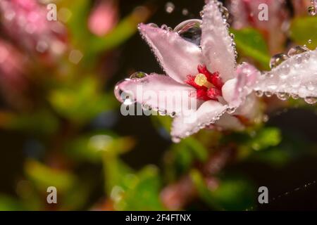 Fiore rosa minuscolo con occhio rosso al centro con l'acqua dews su esso Foto Stock