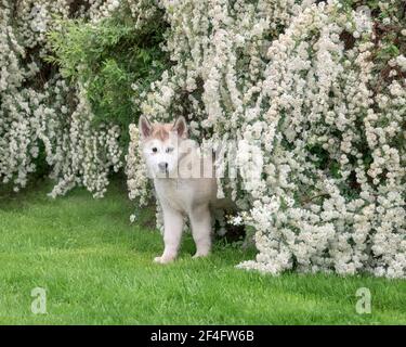 Giovane cucciolo di cane Malamute dell'Alaska con un doppio cappotto di peluche in piedi in un prato d'erba con un cespuglio fiorito bianco in primavera Foto Stock