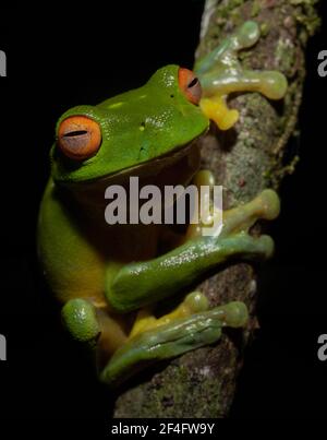 Red Eyed Tree Frog su una filiale, Natural Bridge, Queensland, Australia Foto Stock