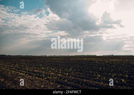 Suolo di un campo agricolo. Terra arata nera pronta a seminare raccolto e cielo nuvoloso primavera Foto Stock