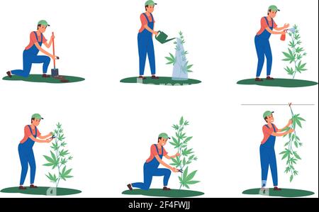 Fasi di coltivazione di semi di piantagione all'aperto di cannabis, irrigazione, lavorazione da parassiti, potatura di foglie, raccolta, germogli di canapa che asciugano. Fattoria nella coltivazione della marijuana. Illustrazione Vettoriale