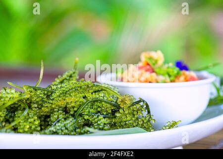 Un mazzo di alghe sembra un mazzo di piccoli grani, simile a un mazzo di uve verdi che vengono comunemente consumate con salsa di pesce. Foto Stock