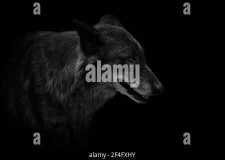 Primo piano di un lupo di legno orientale (Canis lupus lycaon) isolato su nero. Foto Stock