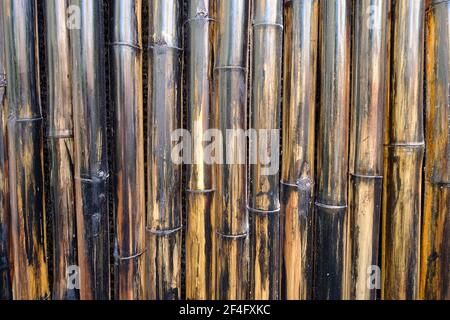 Stocchi di tronchi di bambù. Vecchia recinzione fatta di gambi di bambù Foto Stock