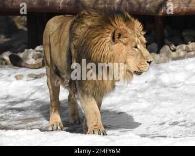Leone asiatico bello e formidabile (Panthera leo persica) va sulla neve in inverno Foto Stock