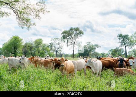 Mandria di bovini Brahman che pascolano su un pascolo in Paraguay Foto Stock