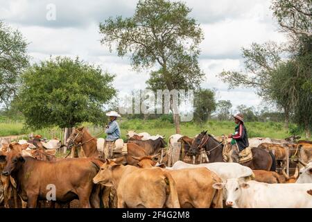 Gauchos che raccoglie bovini brahman in Paraguay Foto Stock
