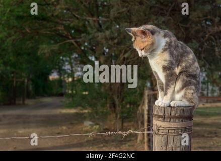 Gatto seduto su un palo di recinzione fattoria guardando verso il basso - bel gatto calico Foto Stock