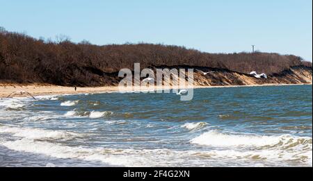 Gabbiani che volano nel vento sopra il suono di Long Island Guardando le colline bluffe dei parchi statali di Sunken Meadow spiaggia Foto Stock