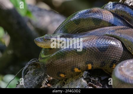 Green Anaconda (Eunectes murinus) - Riserva Naturale di Cuyabeno - Amazzonia, Ecuador Foto Stock