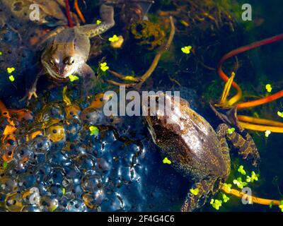 Combacing Frogs comune Rana temporaria in un giardino stagno su una giornata di sole primavera Foto Stock