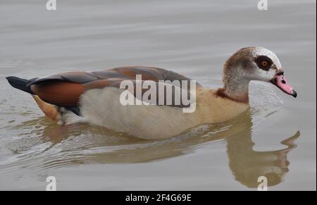 Oca egiziana lungo il Tamigi a North Woolwich, Londra Foto Stock