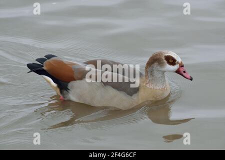 Oca egiziana lungo il Tamigi a North Woolwich, Londra Foto Stock