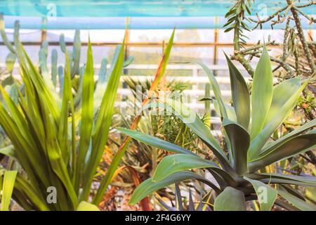 Gruppo di succulenti decorativi di cactus agave all'interno della serra nel giardino botanico tropicale tra le pietre massicce. Una serra di serra. Foto Stock