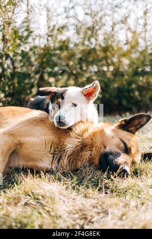 Ritratto di due cani di strada seduti fianco a fianco sull'erba all'aperto. Foto Stock