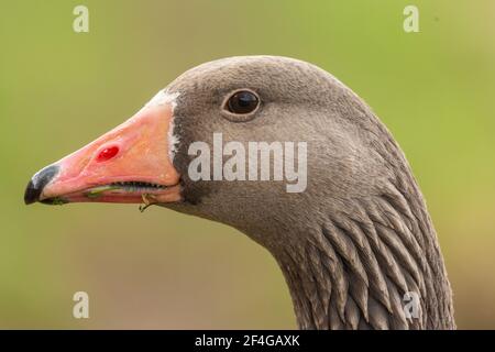 Headshot femmina a profilo d'oca greylag Foto Stock
