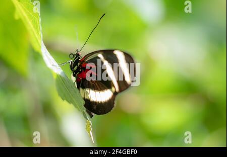 La farfalla longwing di Hewitson (Heliconius hewitsoni) sta prendendo il sole sulla foglia. Sfondo verde. Foto Stock