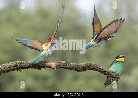 All'interno della colonia, i mangiatori d'api europei (apiaster Merops) Foto Stock