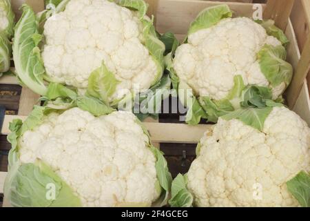 cavolfiori freschi nel mercato Foto Stock