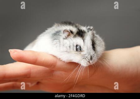 Piccolo criceto nano grigio sulla mano dei womans. Primo piano ritratto Phodopus sungorus. Foto Stock