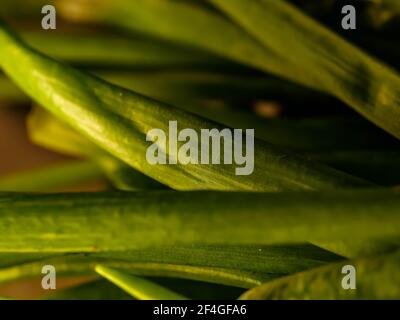 cipolla verde con erba cipollina in esposizione Foto Stock
