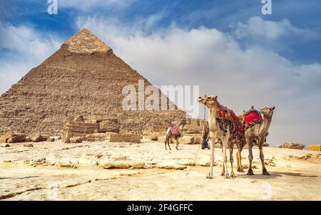 Grande piramide egiziana di Khafre con cammelli. Attrazione turistica, a cavallo su un cammello a Giza. Foto Stock