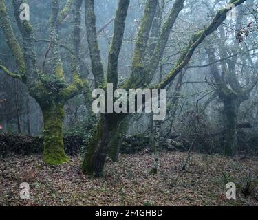 Invecchiamento alberi di quercia ricoperti di muschio e felce in antico Foreste divise da mura in pietra nella Galizia rurale Foto Stock